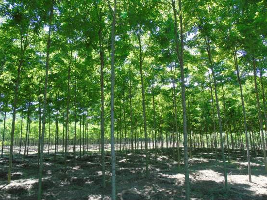 《生态林业蓝皮书》发布 我国林业指数6年增长64%