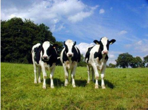 如何避免牛粪尿中的异物对于呼和浩特牧场粪污处理的影响？