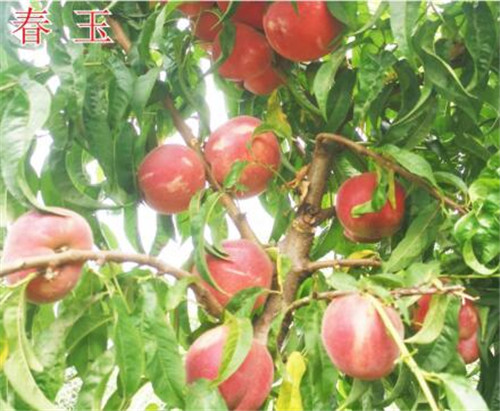 河南桃树苗新品种生长结果习性
