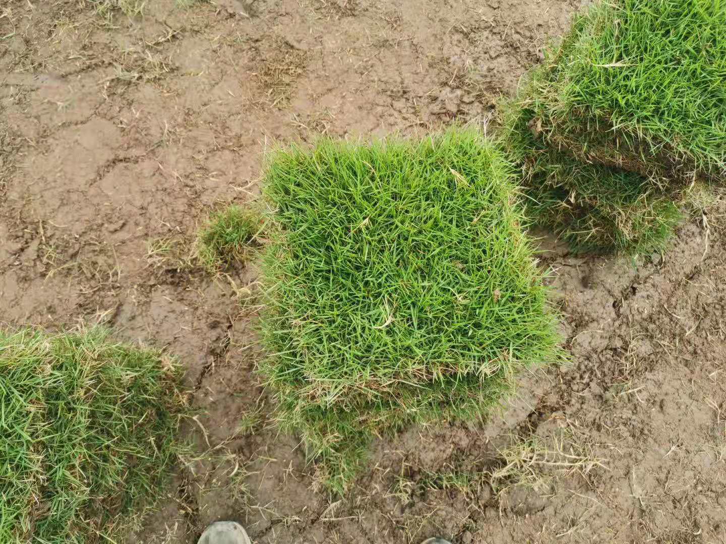 绿化草皮多少钱-双流草坪批发基地