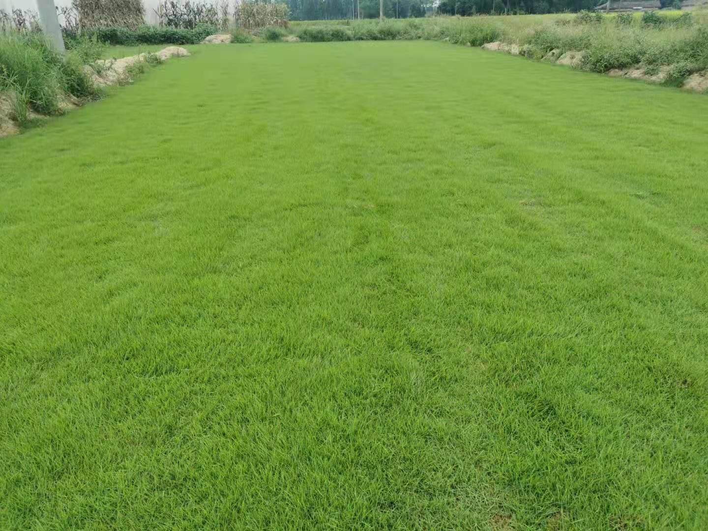 绿化草皮价格-金堂草坪批发基地