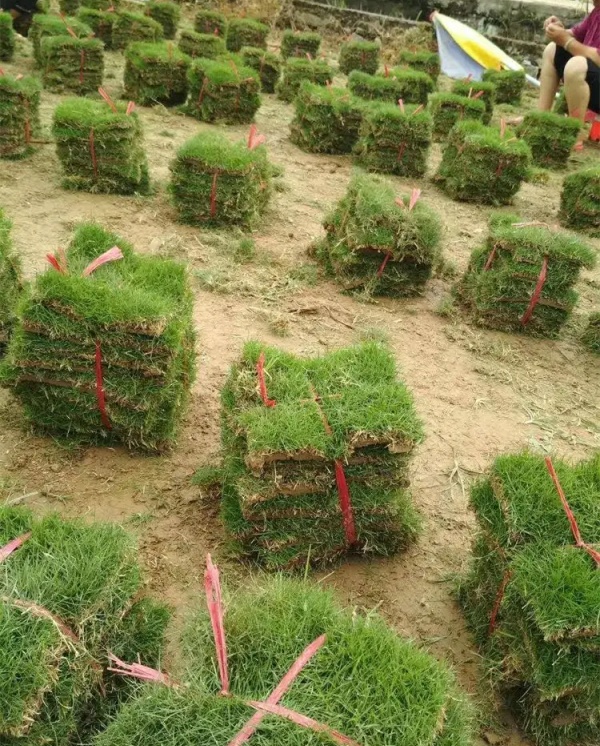 成都百慕大草坪批发市场价格解析 | 专业选草坪指南