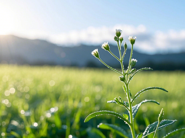 草叶硬度解析：台湾二号草坪抗倒伏性能优势的科学验证