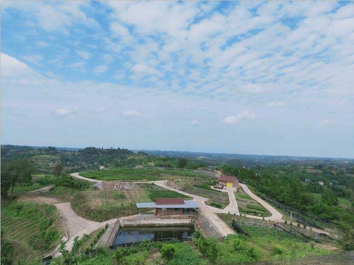 血橙苗种植基地-资中县永成苗圃场