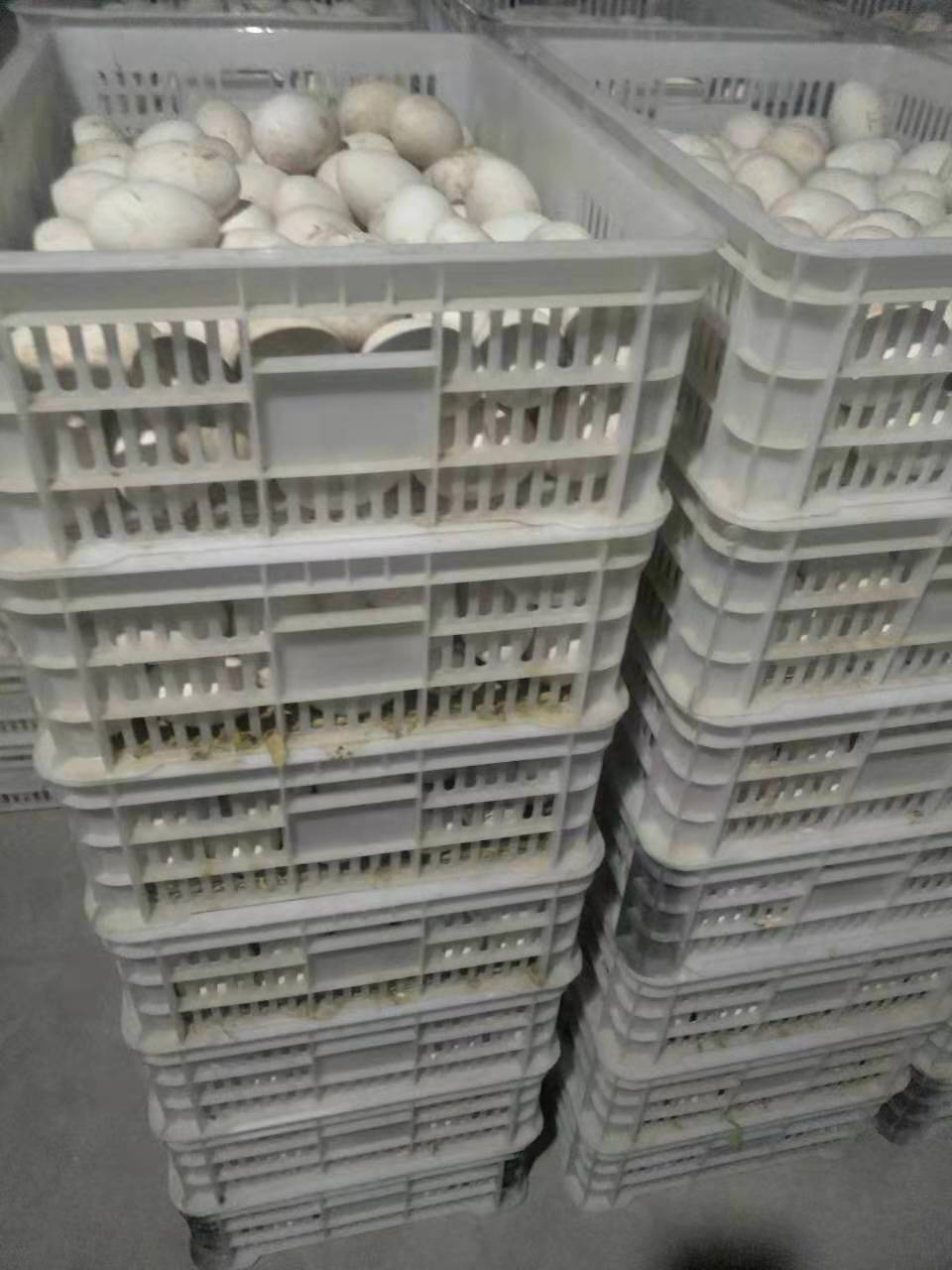 河南种蛋销售厂家