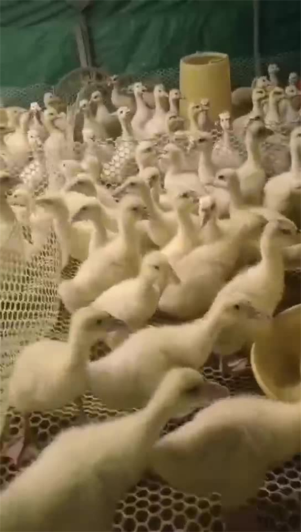河南鹅苗孵化养殖厂家的放心鹅苗