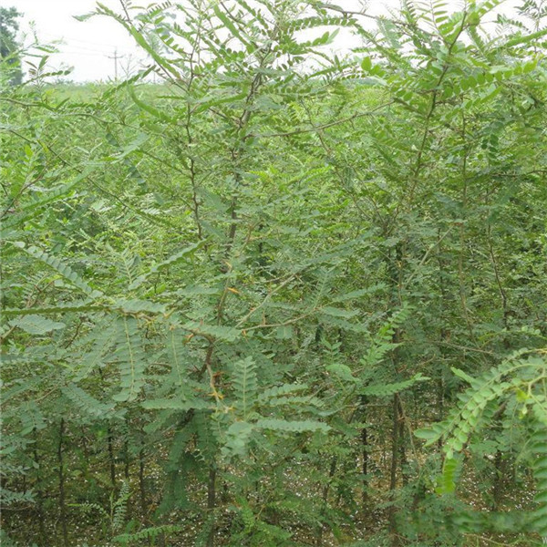 1公分皂角树苗