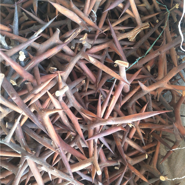 河南皂角刺种植