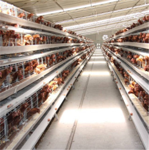 江苏捡蛋爪厂家告诉您全自动化肉鸡笼养设备灰尘该如何清理和控制