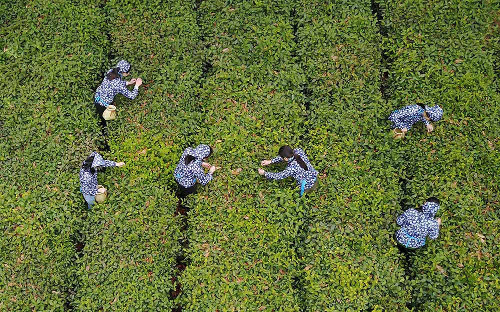 赞美茶叶的经济，联合国大会宣布每年5月21日为“**茶日”