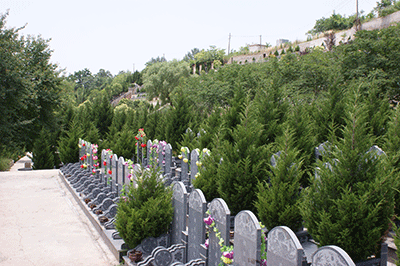 西安墓地旁边种什么树比较好 需要注意哪些事项