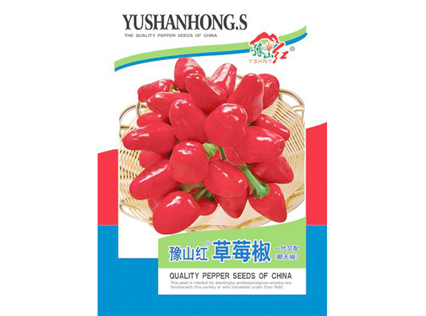 河南高辣辣椒种子——豫山红草莓椒
