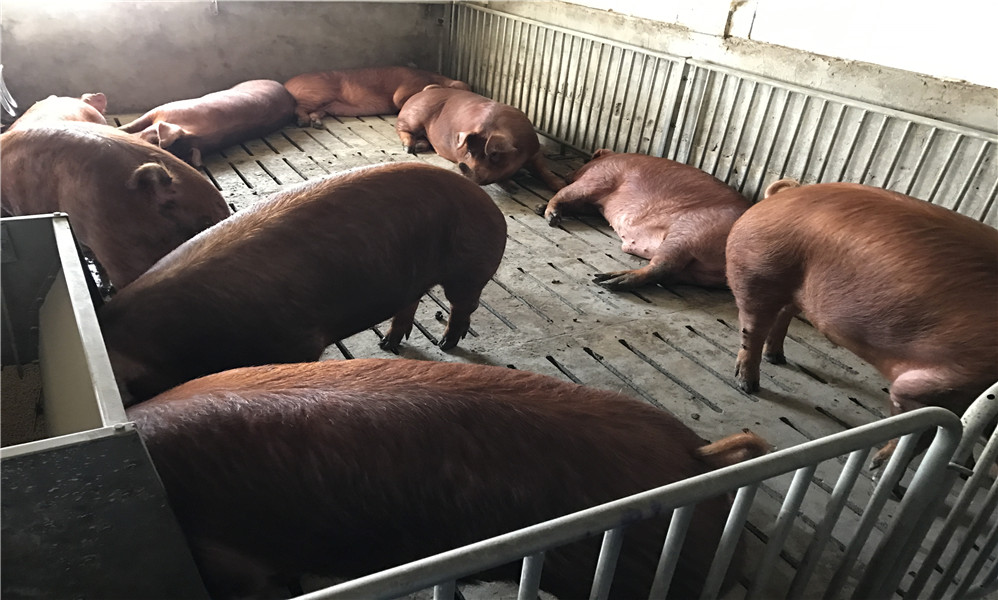 猪肉价格触动红色预警，政府采取措施。过年能吃到平价猪肉吗？
