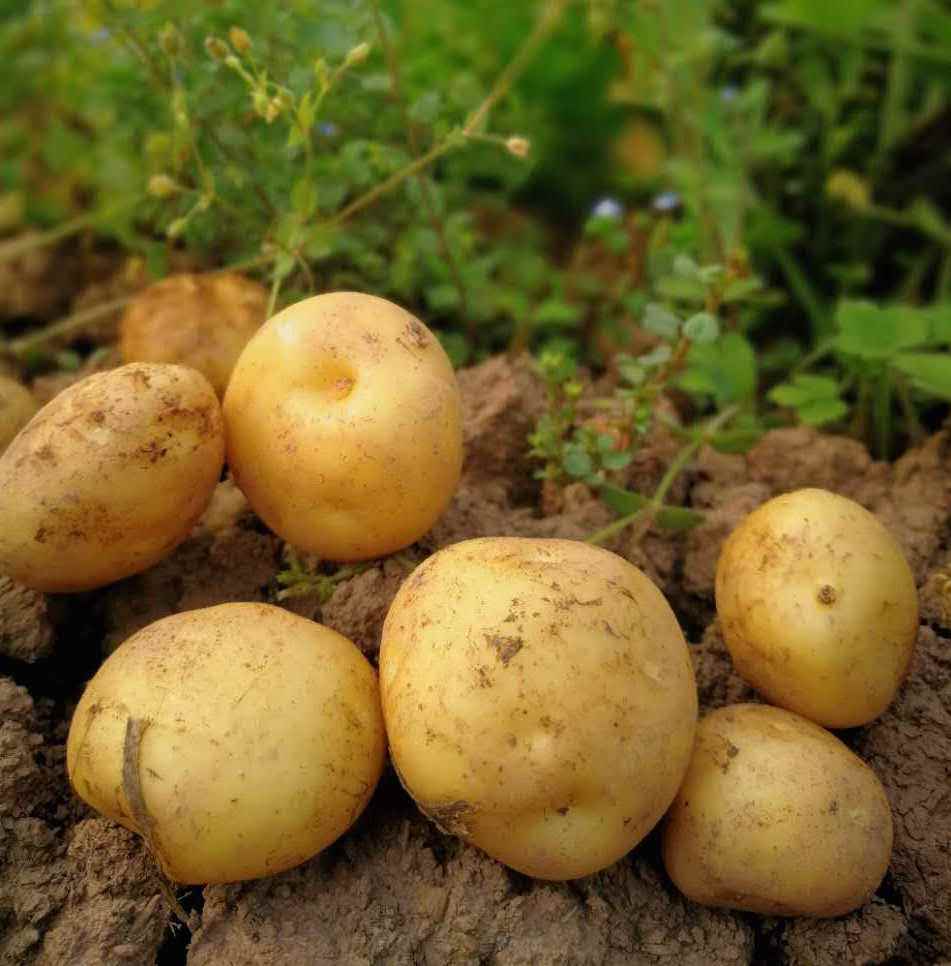 马铃薯营养价值