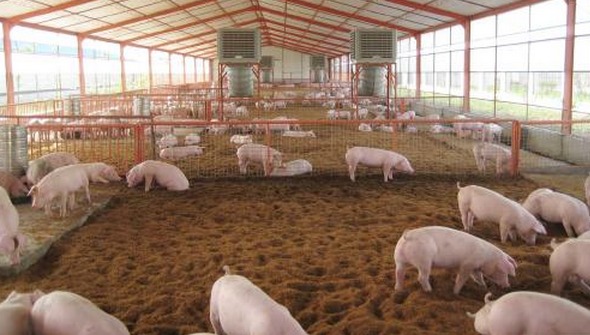四川生物发酵床养猪技术怎么应用？