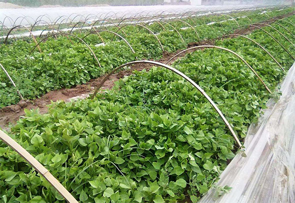 开封市顺顺薯业科技有限公司