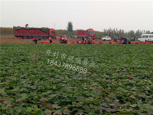 脱毒红薯苗，我选顺顺薯业公司