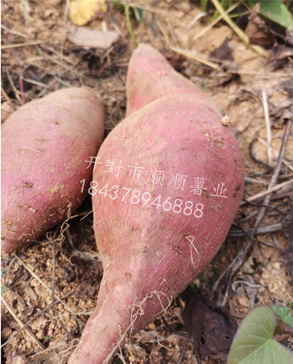 地瓜蔓可不可以翻，如果翻了的话有没有什么好处？