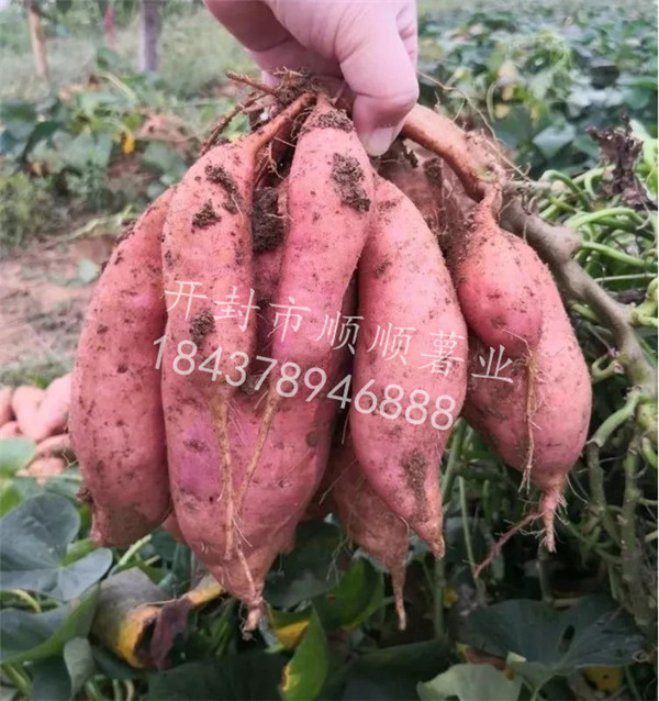 除了传统育苗法，河南红薯繁育基地又有了新的育苗法你知道吗？
