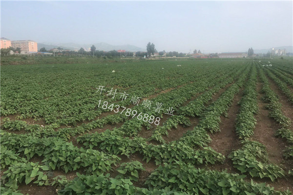 河南红薯苗种植基地
