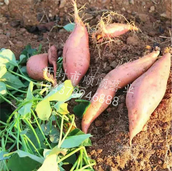 河南红薯繁育基地