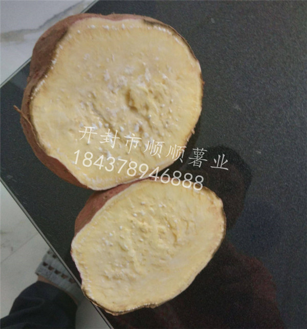 河南脱毒红薯种苗