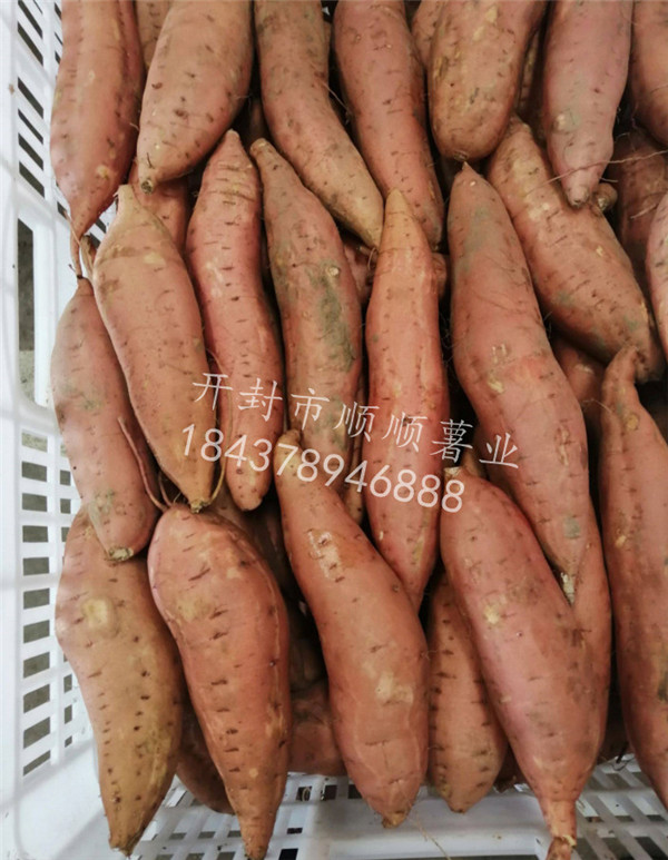 地瓜蔓可不可以翻，如果翻了的话有没有什么好处？
