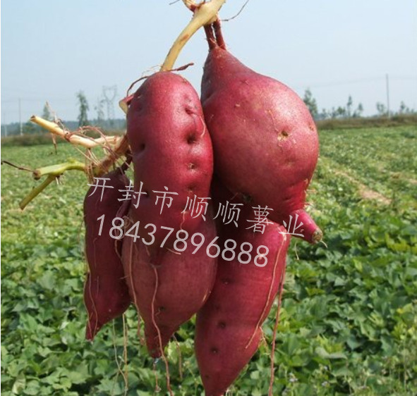 河南商薯19脱毒红薯种苗