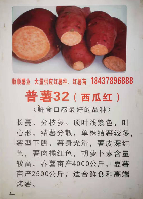 西瓜红普薯32