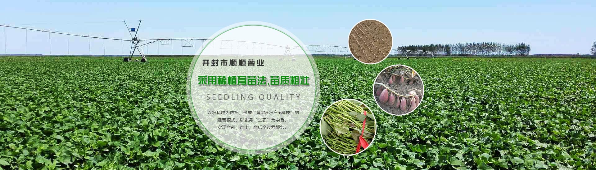 河南红薯苗
