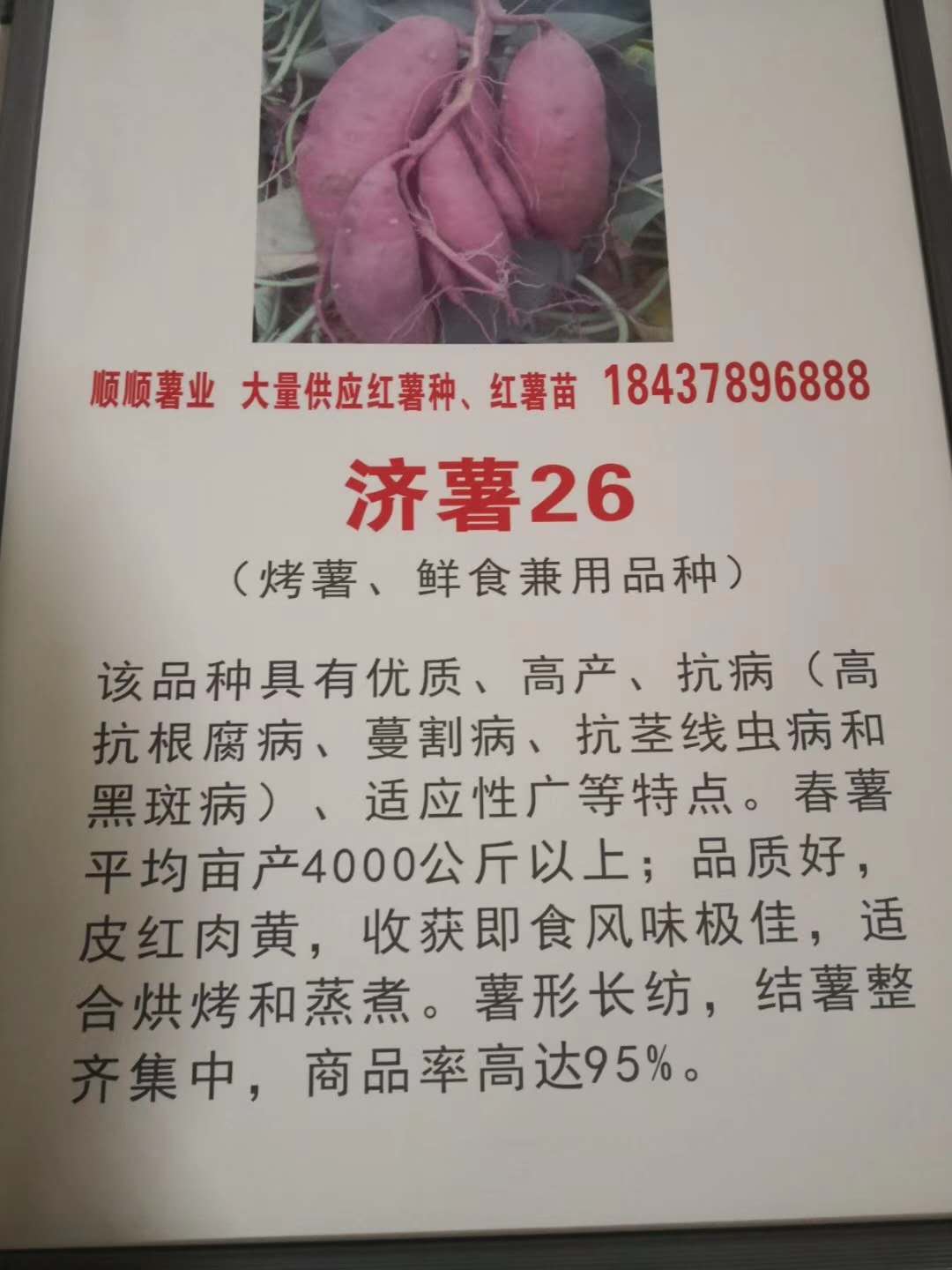河南济薯26红薯种植基地