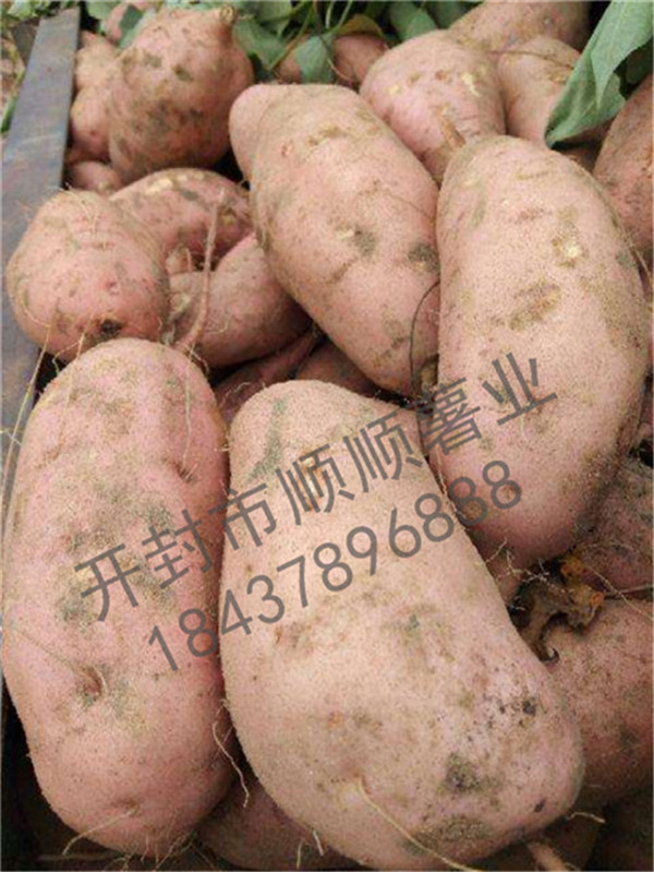 农民如何自育红薯苗？掌握了这5个要领，你也可以成为育苗..