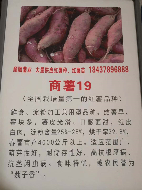 高淀粉红薯种苗