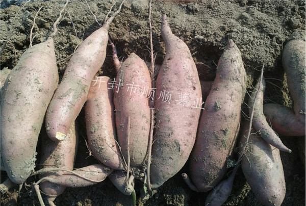 河南龙薯9号红薯苗基地