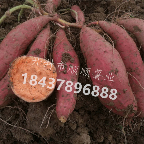 河南西瓜红普薯32