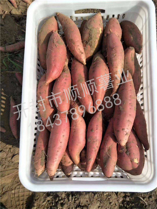 种植红薯的方法，学会水平杆量扦插法，移栽后的管理也要掌握好