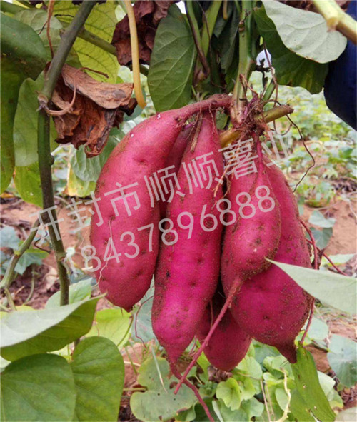 河南红薯苗