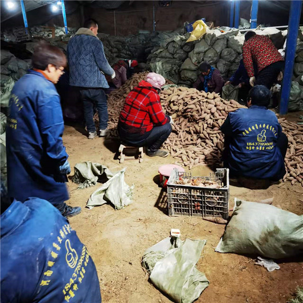顺顺薯业小编带您了解红薯育苗现场情况
