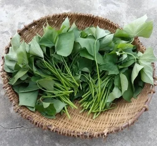 红薯苗种植方法和管理