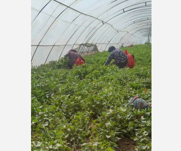 河南红薯苗种植