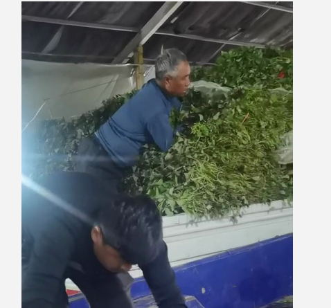 河南红薯种苗批发