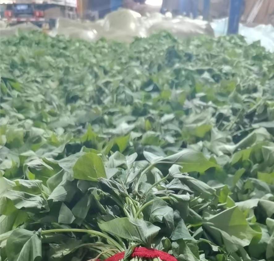 商薯19品种的苗床