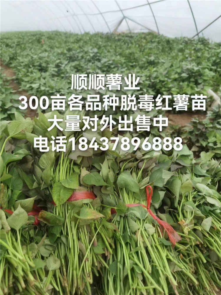 河南红薯苗种植厂家新产