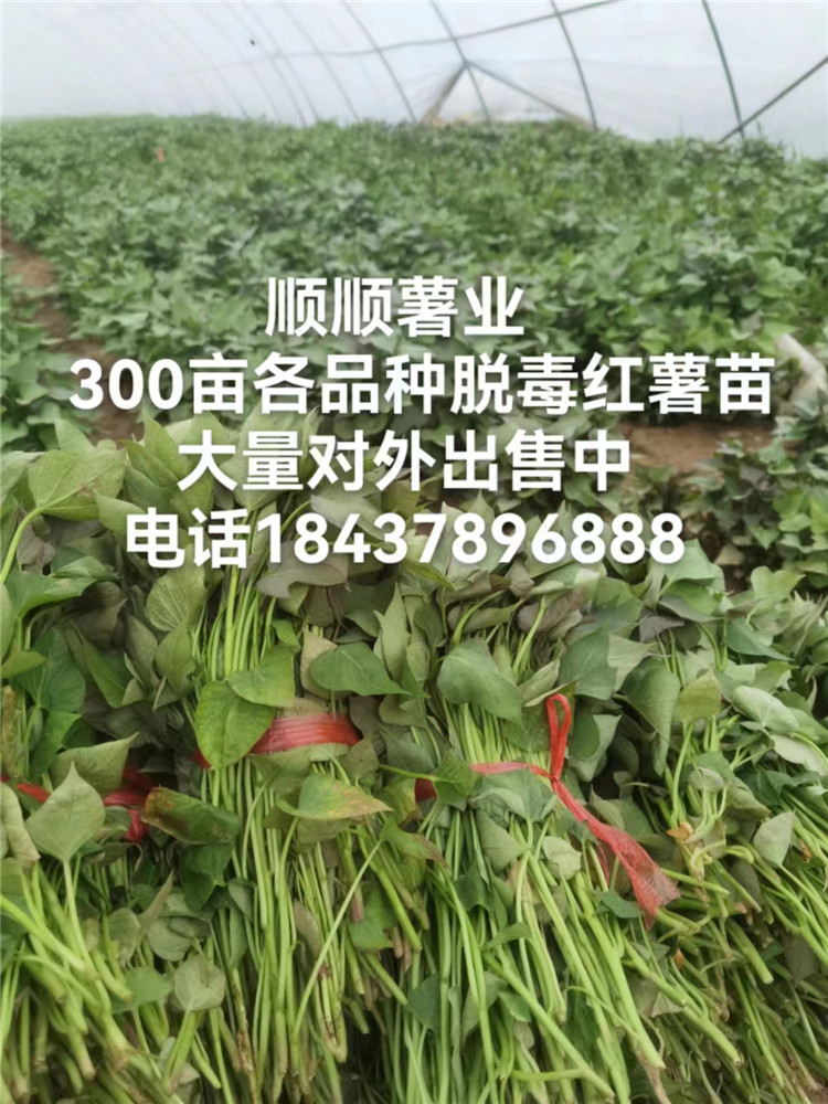 河南红薯苗种植厂家