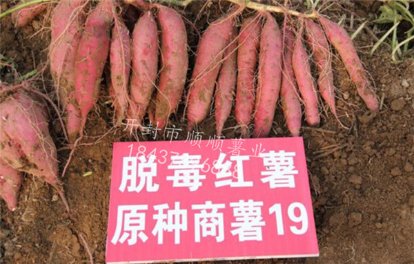 打造河南红薯苗生产的绿色基地，让天然健康的红薯食材更普及