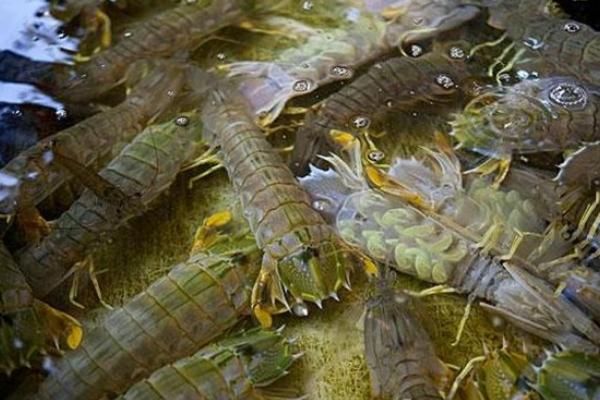 四川皮皮虾养殖技术 皮皮虾�怎么养