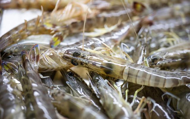 四川虾养殖日常需要注意哪⊙些事项吗？