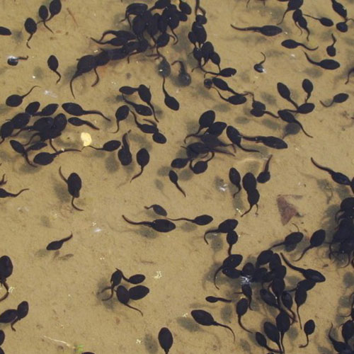 黑◆斑蛙蝌蚪养殖