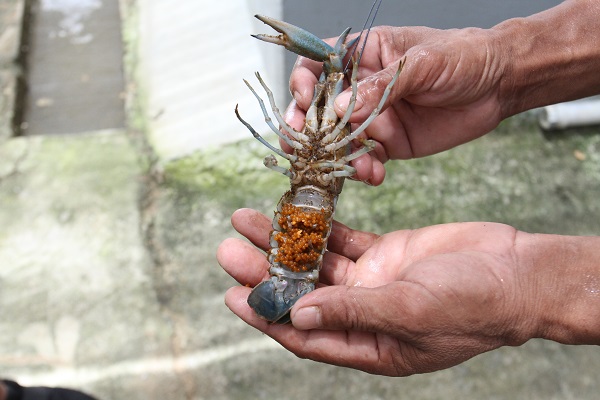澳洲淡水龙虾，你是否具备养殖条件？