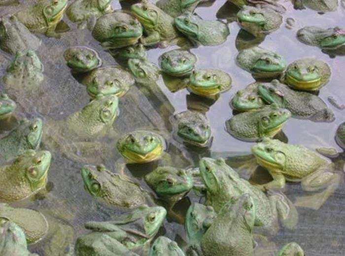 Ĵֳע